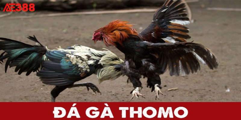 Đá gà Thomo thu hút rất nhiều kê thủ tham gia